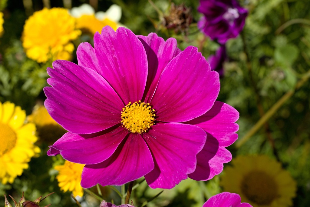 akkerranden akkerrand bloem bloemen flora hdr polder gewas landbouw biodiversiteit landschap cannabis wiet marihuana hasj hennep